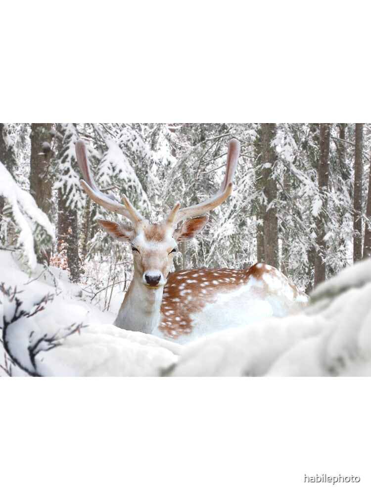 Reindeer in the snow by habilephoto