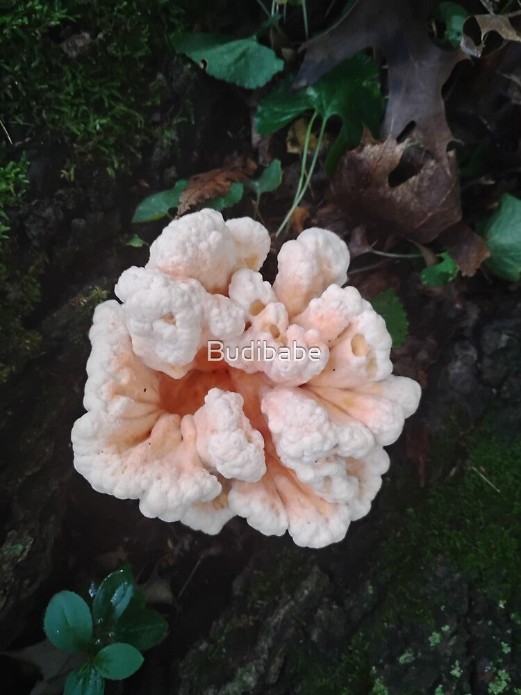 Chicken Of The Woods Mushroom by Budibabe