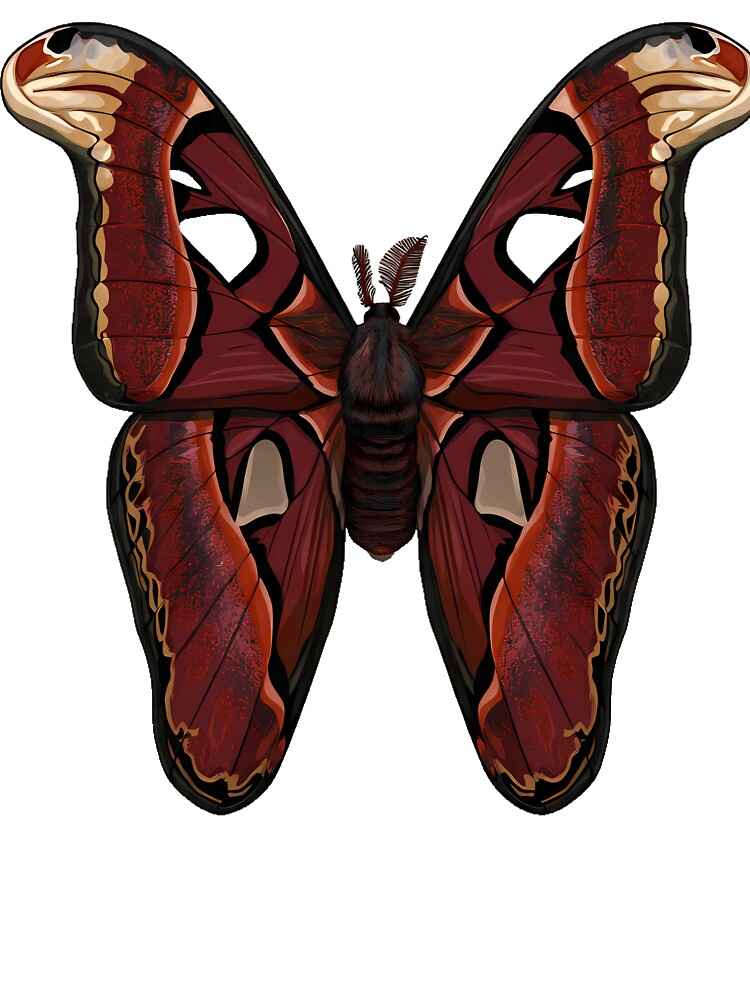 Atlas Moth Gothica by IllumeInk