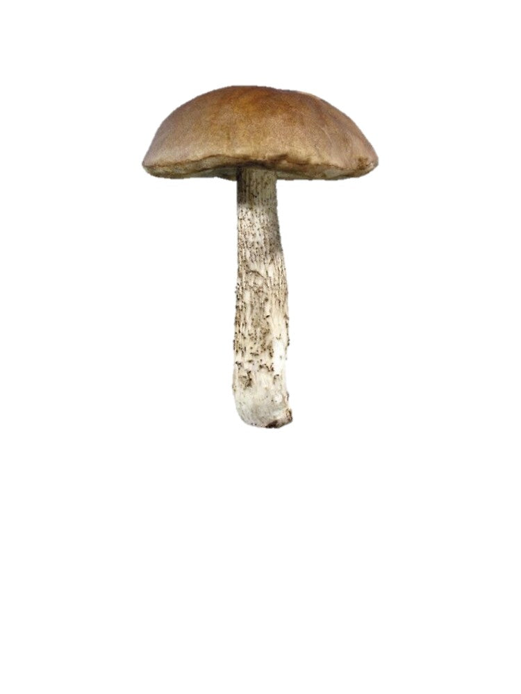 Mushroom by zarabukhari