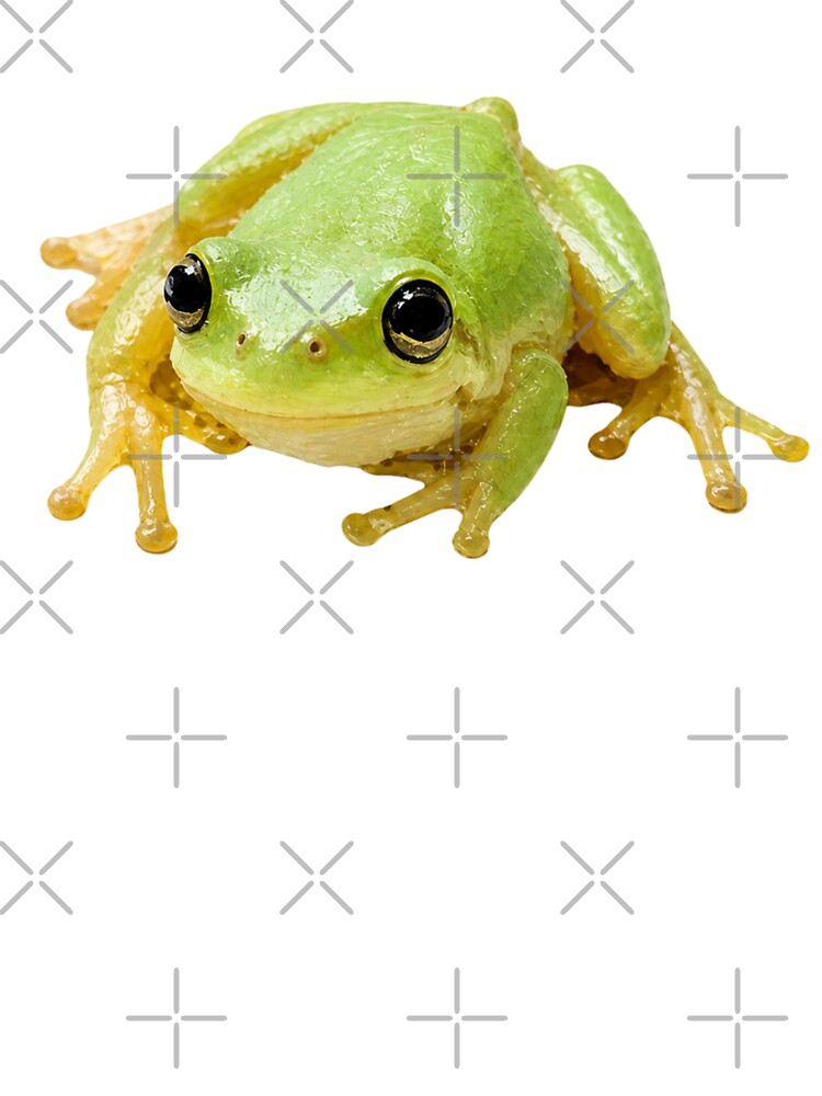 Happy Green Tree Frog by MoonlitWhiskers
