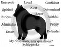 Schipperke Dog My Obsession, Any Questions? Choices Unisex